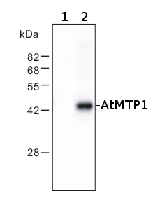 western blot using anti-AtMTP1 antibodies